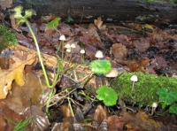 Fungus
