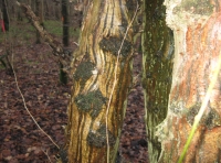 Hornbeam