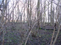 Woodland vista