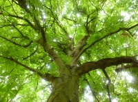 Munnings Wood