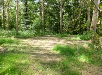 Glade in wood