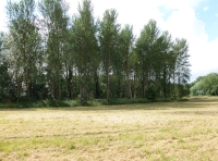 meadow and woodland