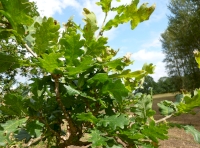 oak leaves