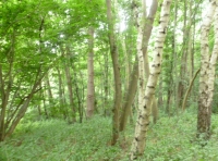 Nelsons Wood - SOLD