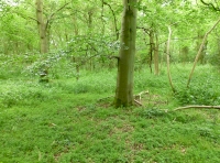 Nene Wood