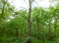 Mature trees