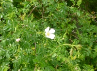 Wild rose