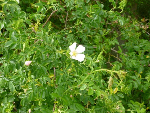 Nene Wood