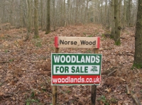 Norse Wood - SOLD