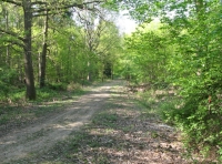 Odens Wood