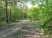 Odens Wood