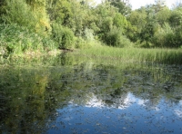 Old Pond Wood - SOLD