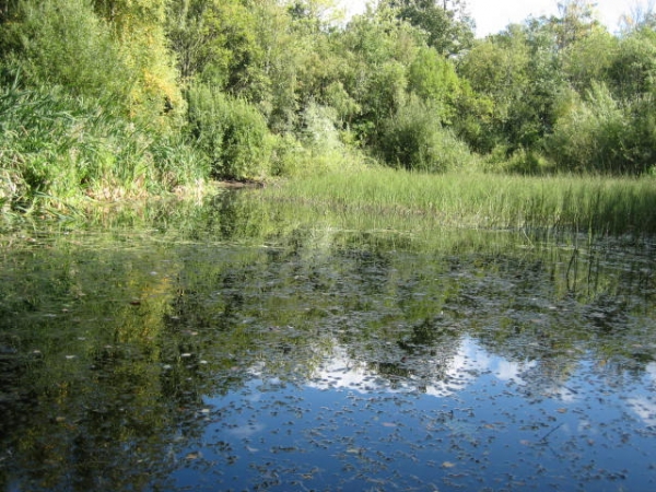 Old Pond Wood - SOLD