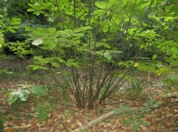 chestnut coppice