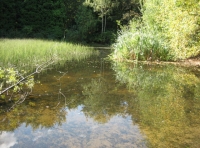 view over woodland lake looking south