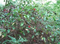 wild berrys