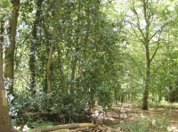 views from within the woodland