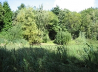 view looking over the lake glade