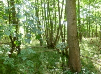 large coppice