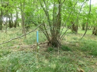 boundary stake