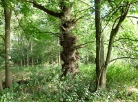 ancient oak