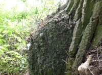 oak burr