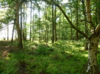 Parfit Wood - SOLD