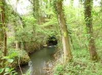 Peckover Wood - SOLD