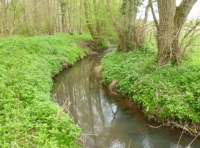 Pensthorpe Wood - SOLD