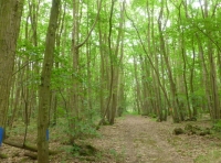 Pickwick Wood - SOLD