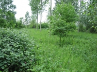 Pike Wood - SOLD