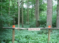 Pilgrims Wood - SOLD