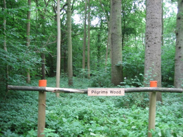 Pilgrims Wood - SOLD
