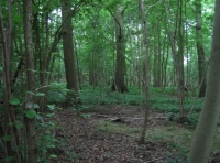 inside the woodland