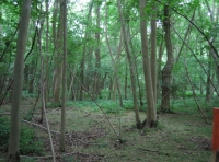 inside the woodland