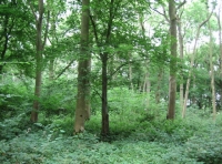 open area