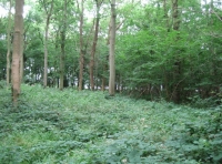 inside the wood