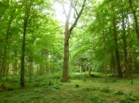 Ponies Wood