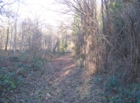 Pricket Wood