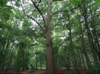 Primrose Corner Wood - SOLD