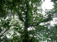 Pytchley-fleming Wood - SOLD
