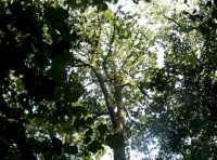Pytchley Wood - SOLD