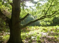 Raedwald Wood - SOLD