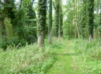 Reeves Wood - SOLD