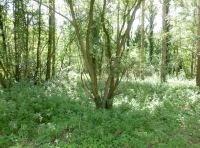 alder 