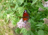 butterfly