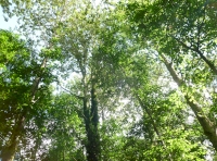woodland high canopy