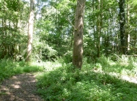 woodland ride
