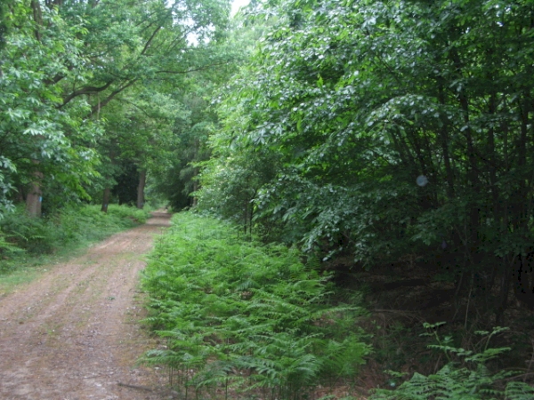 Ring Wood