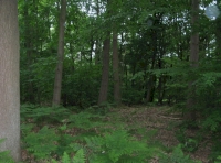 Coper beech